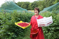 Ahududu Yetiştiriciliği Nasıl Yapılır? Ahududu Yetiştiriciliği Nasıl Yapılır?